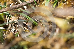 Slow worm (Anguis fragilis) hidden amongst undergrowth