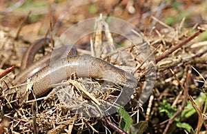 A Slow-worm Anguis fragilis hunting for food in the undergrowth.