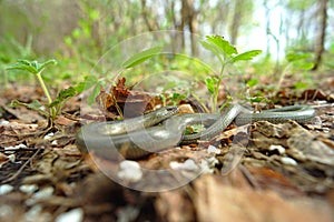 Slow Worm (Anguis fragilis) on the leaves
