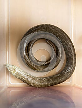 Slow worm Anguis fragilis is a lizard of the family Anguidae in a plastic box. Exotic pet. Content of pets at home. Contact zoo
