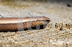 The slow worm Anguis fragilis is a reptile native to western Eurasia. It is also called a deaf adder, a slowworm, a blindworm, photo