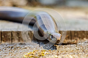 The slow worm Anguis fragilis is a reptile native to western Eurasia. It is also called a deaf adder, a slowworm, a blindworm, photo