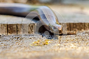 The slow worm Anguis fragilis is a reptile native to western Eurasia. It is also called a deaf adder, a slowworm, a blindworm, photo