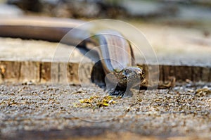 The slow worm Anguis fragilis is a reptile native to western Eurasia. It is also called a deaf adder, a slowworm, a blindworm, photo