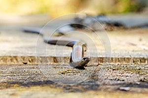 The slow worm Anguis fragilis is a reptile native to western Eurasia. It is also called a deaf adder, a slowworm, a blindworm, photo