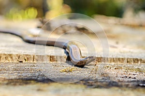 The slow worm Anguis fragilis is a reptile native to western Eurasia. It is also called a deaf adder, a slowworm, a blindworm, photo