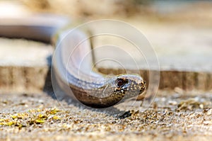 The slow worm Anguis fragilis is a reptile native to western Eurasia. It is also called a deaf adder, a slowworm, a blindworm, photo
