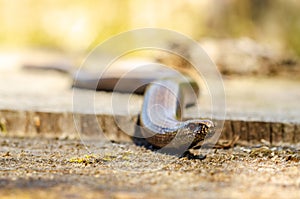 The slow worm Anguis fragilis is a reptile native to western Eurasia. It is also called a deaf adder, a slowworm, a blindworm, photo