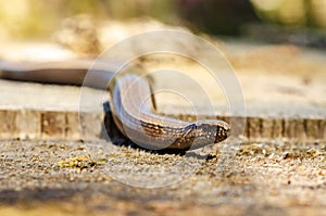 The slow worm Anguis fragilis is a reptile native to western Eurasia. It is also called a deaf adder, a slowworm, a blindworm, photo