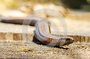 The slow worm Anguis fragilis is a reptile native to western Eurasia. It is also called a deaf adder, a slowworm, a blindworm, photo