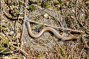 The slow worm Anguis fragilis is a reptile native to western Eurasia. It is also called a deaf adder, a slowworm, a blindworm, photo