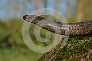 Slow worm (Anguis fragilis)