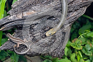 A Slow Worm (Anguis fragilis) and a Sand Lizard