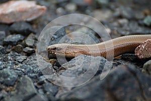 Pomalý červ - Anguis fragilis, Slovensko