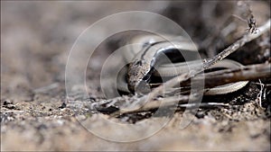 Slow worm Anguis fragilis warming up and moving