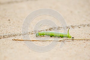 Slow worm basking on sun on road.