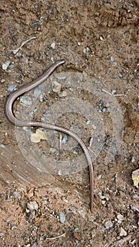 Slow Worm Being shown to a child, Interaction with nature uk