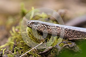 Slow Worm or Blind Worm, Anguis fragilis