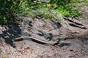 Slow Worm or blind worm, Anguis fragilis on a forest path. Amersfoort, the Netherlands. 2021. The kind of lizards often
