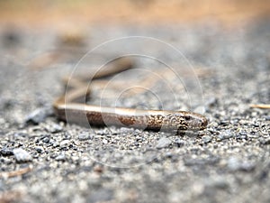 Slow Worm or Blind Worm & x28;Anguis fragilis& x29;. Slow Worm lizard