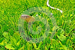 A slow worm crawling in green grass