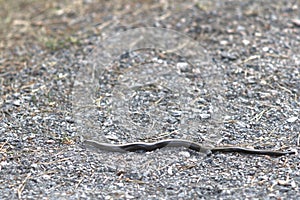 Slow worm on dirt road