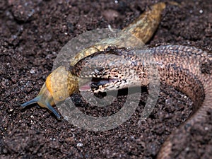 Slow Worm Eating Slug