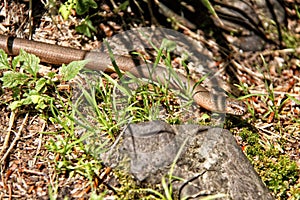 Slow worm in the grass by the rock