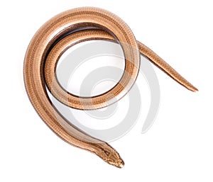 Slow worm or legless lizard