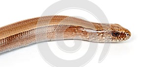 Slow worm or legless lizard head