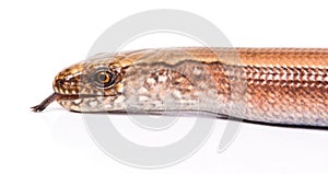 Slow worm or legless lizard tongue