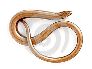Slow worm or legless lizard photo