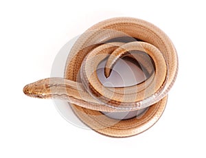 Slow worm or legless lizard photo