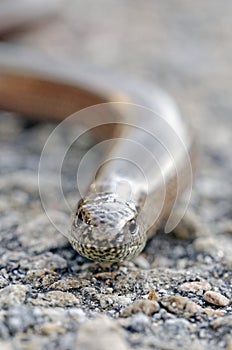 Slow worm lizard