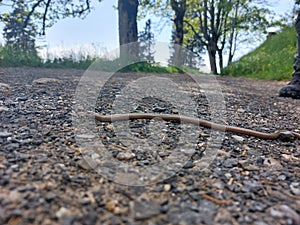 Slow worm reptil photo