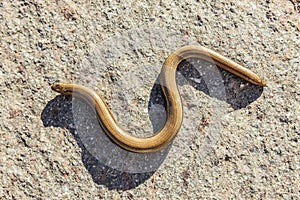 Slow worm resting on a stone