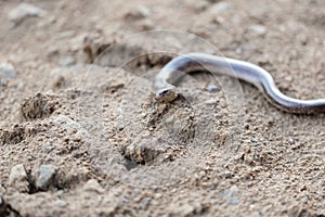 Slow worm, slowworm, Anguis fragilis, on brown dry ground, close