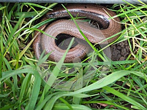 A Slow-worm uncoverd