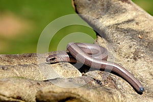 Slow worm on the work glove