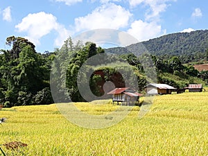 Slowlife in the field