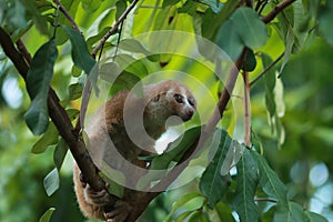 Slowloris