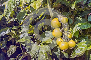 Slowly the hydroponically cultivated tomatoes are coloring red