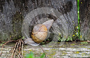 Slowly moving garden snail  Helix Pomatia on wood fence after a couple of rainstorms