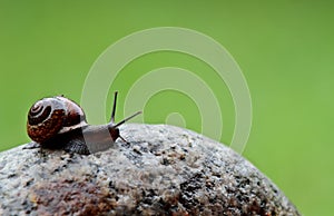 Slowly moving slug on a stone