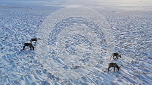 Slowly panning to view a herd of caribou grazing during winter in Alaska's arctic national wildlife refuge