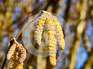 Slowly spring awakens