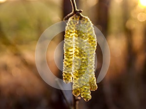 Slowly spring awakens