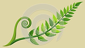 A slowly unfurling fern leaf representing the gradual but continuous growth that occurs on our personal journeys photo