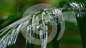 slowmo closeup of green jungle leaf in the rain