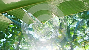 slowmo closeup of green jungle leaves